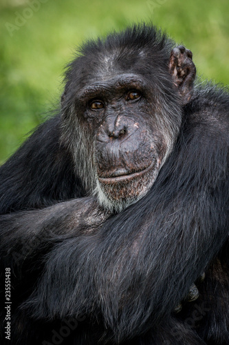 Chimpanzee portrait © Peter Robinson