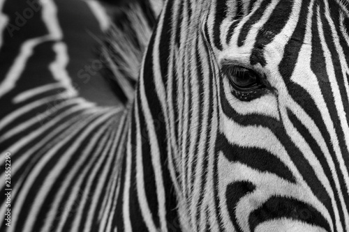 zebra portrait;