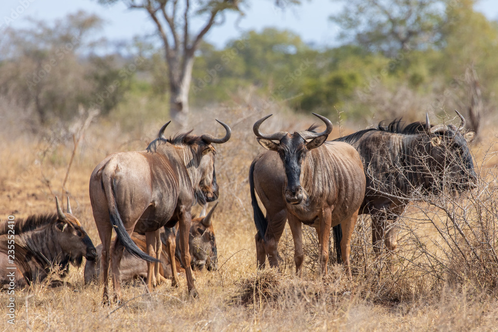 Gnu Gnu