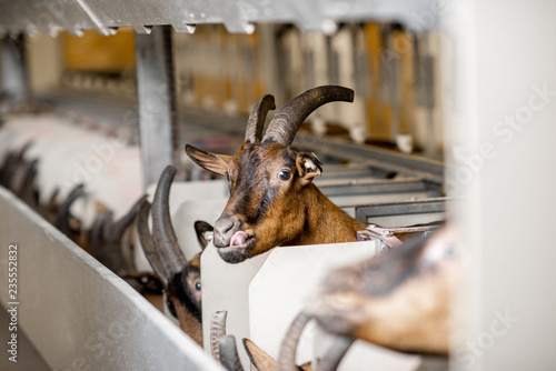 Beautiful goat of alpine breed on the milking line during the milking process photo