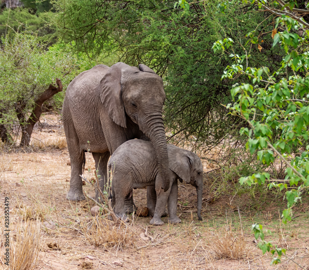 Fototapeta premium Juvenile African Elephants