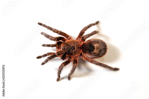 Rote Vogelspinne aus Chile (Euathlus vulpinus) red tarantula from Chile photo