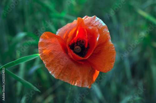 wild poppy flower at sunset © Lumppini
