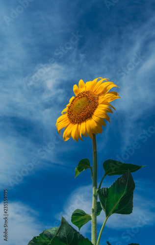 Fototapeta Naklejka Na Ścianę i Meble -  sunflower summer flower close-up, against a background of clouds.