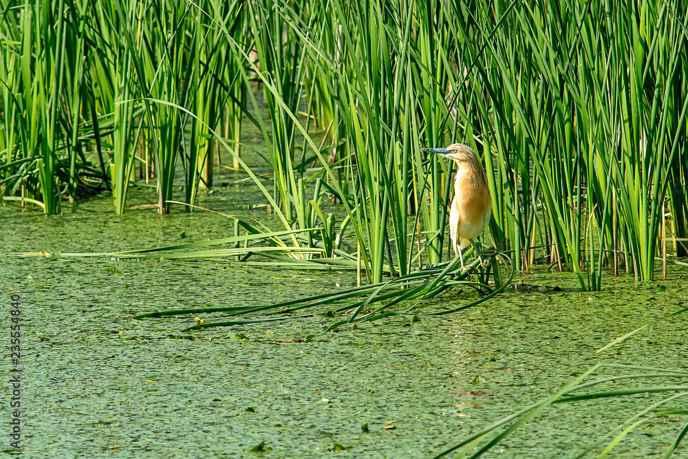 Naklejka premium Typical landscape at swamp area of Imperial Pond (Carska bara), large natural habitat for birds and other animals from Serbia. Wading bird on the photo.