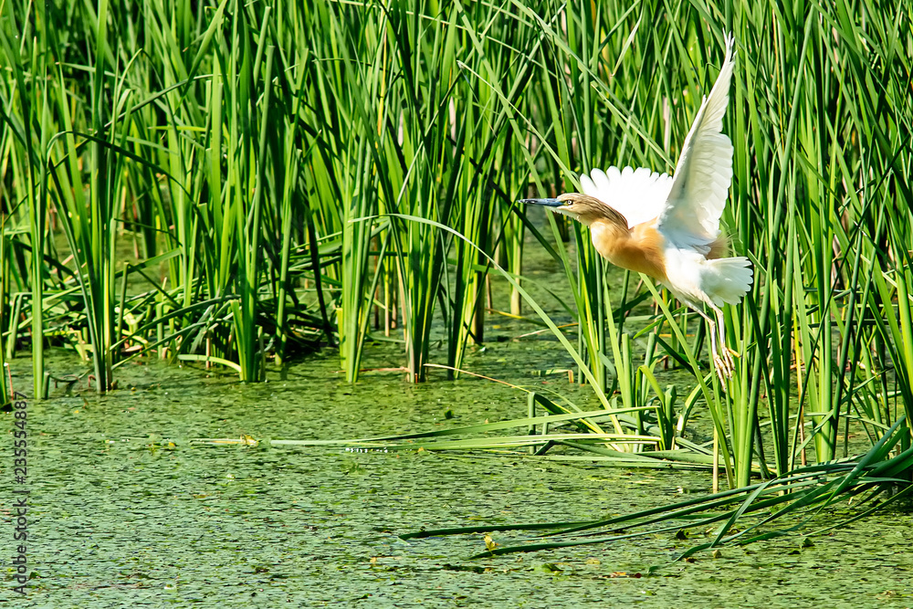 Naklejka premium Typical landscape at swamp area of Imperial Pond (Carska bara), large natural habitat for birds and other animals from Serbia. Wading bird on the photo. Bird in flight.