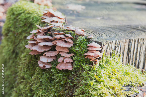 Group Of Sheathed Woodtuft Mushrooms, Side View photo