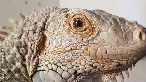gekko  repteis  animais  iguana  drag  o  olho  fauna  natureza  barba  in  spito  escala  verde  macro  camale  o  cabe  a  close up  tropical  isolado  criatura  close up  agama  pele  z  o