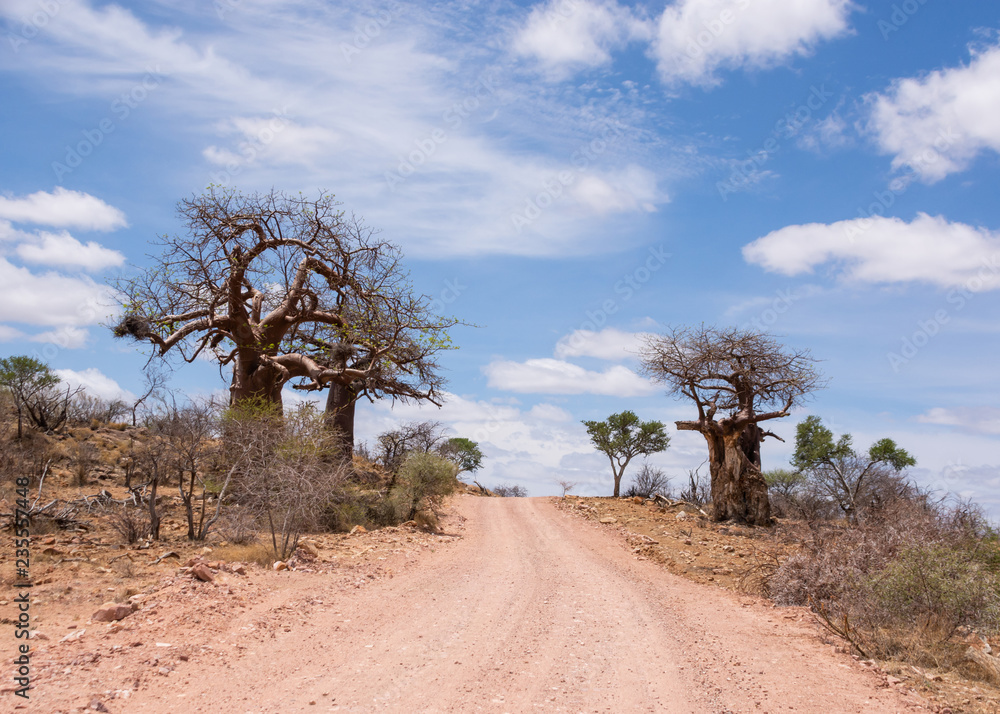 Baobab Trees By the Road
