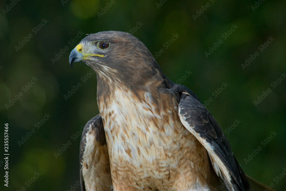 Fototapeta premium halcon certrerìa