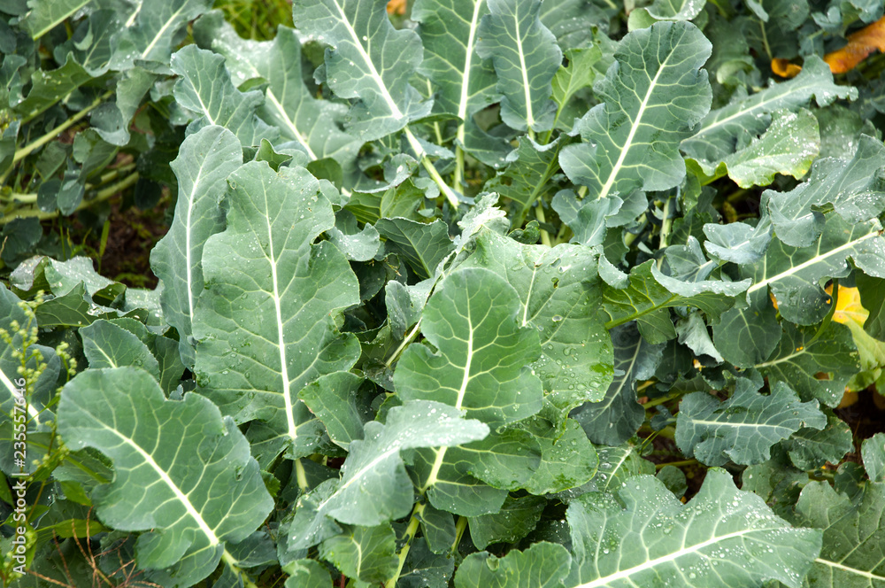 Squash Leaves