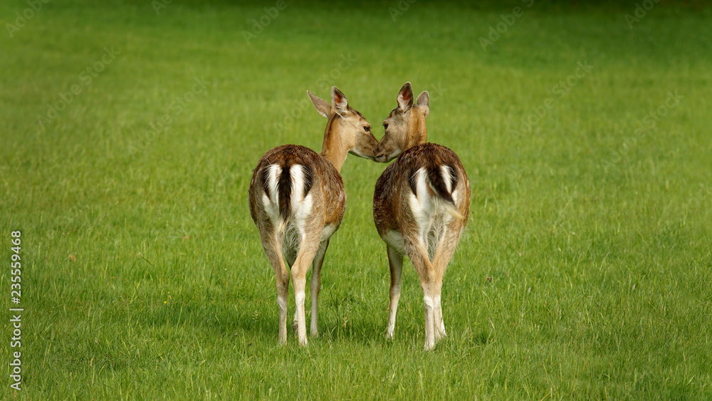 Fallow deers from behind Fallow deers from behind