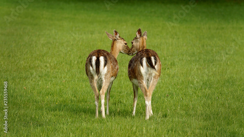 Fotografía Fallow deers from behind
