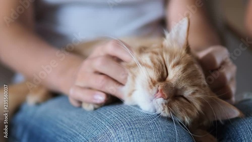 Cute ginger cat sleeping on knees. Fluffy pet dozing , woman in torn jeans strokes her pet. Cozy home.