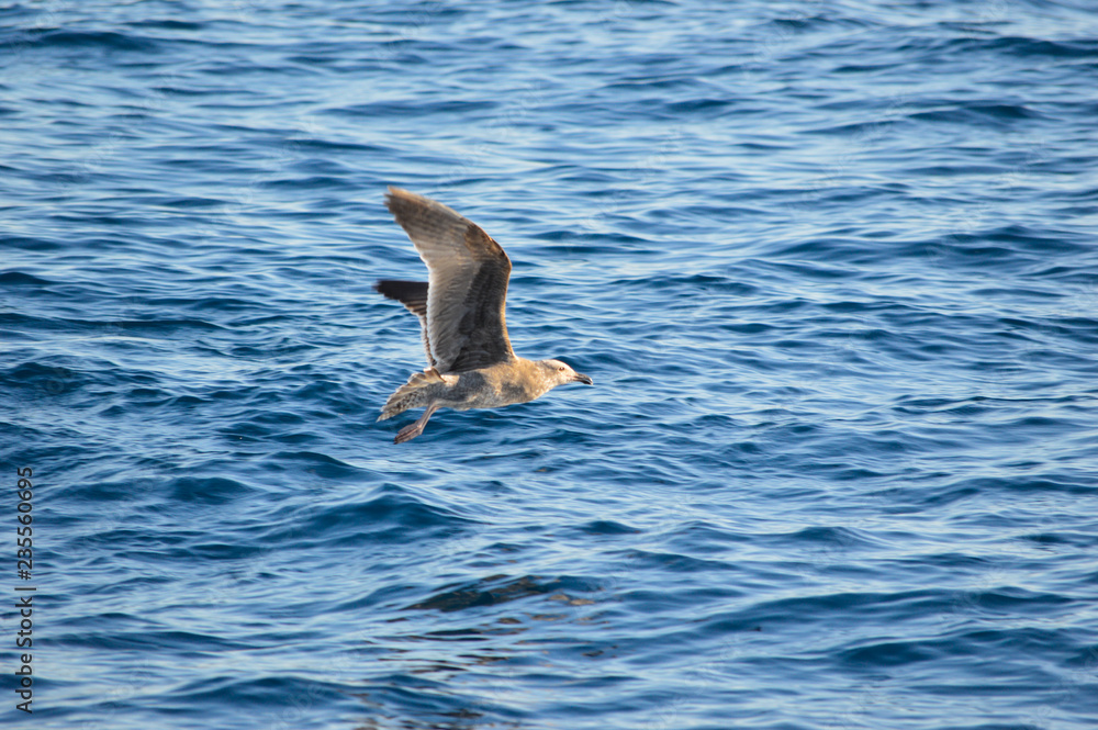Obraz premium seagull in flight