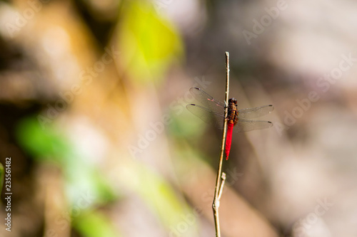 Red dragonfly on the tree branch © AlivePhoto