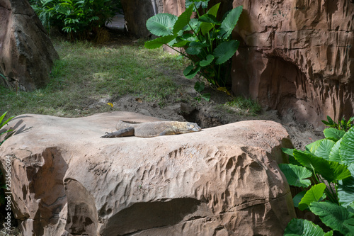 lazy iguana 
