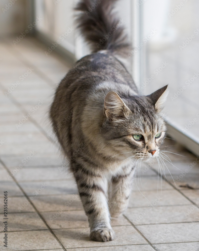 Cute pet of livestock, siberian purebred cat with long hair