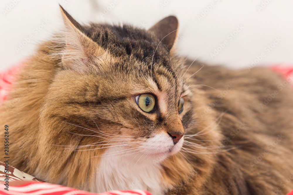 Hypoallergenic pet of livestock, siberian purebred cat with tabby hair