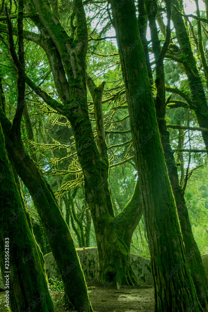 Fototapeta premium Forest and nature in Sintra