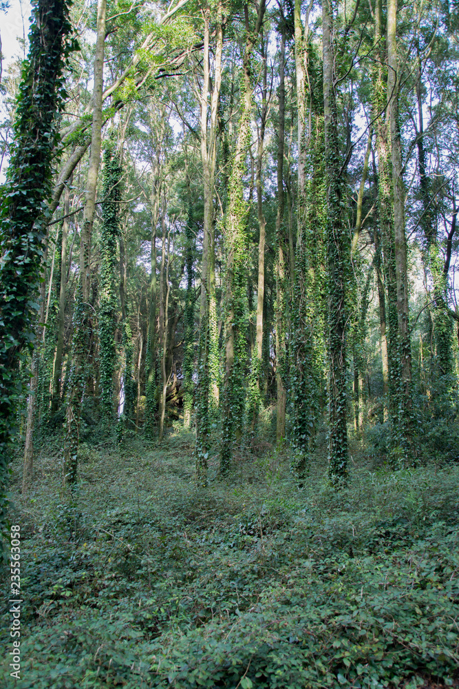 Fototapeta premium Forest and nature in Sintra