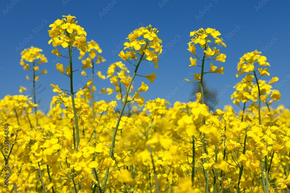 rapeseed canola or colza field in latin Brassica Napus rapeseed canola or colza field in latin Brassica Napus