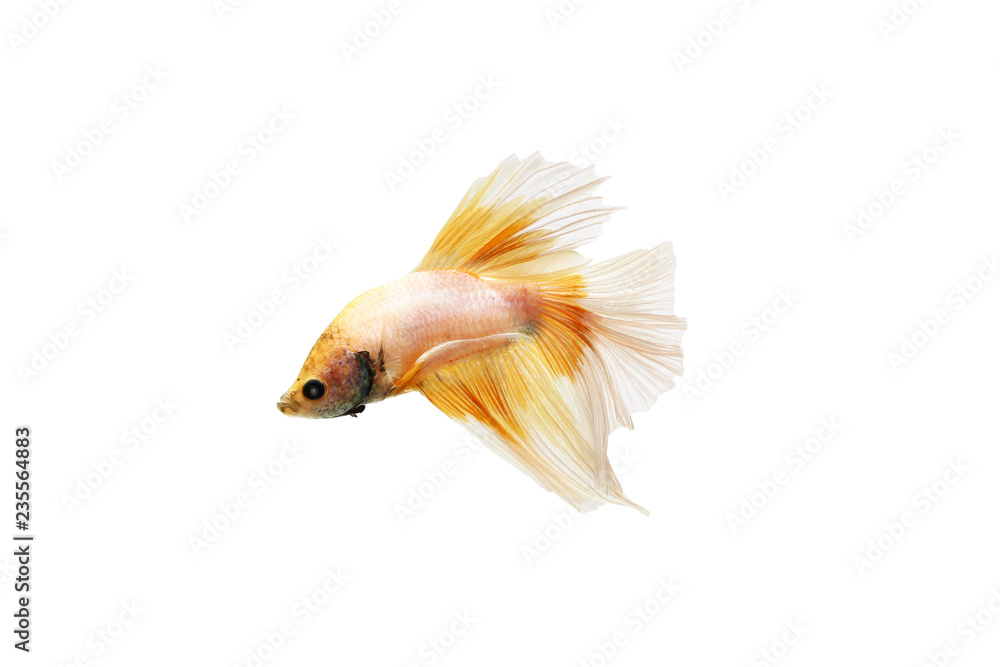 Fototapeta premium Betta fish on a white background