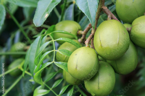 Ambarella fruits (Spondias dulcis), also known as June Plum, no Brazil 
