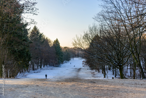 Wallpaper Mural Outdoor winter scenery snowy landscape of Volkspark Rehberge, Goethe Park and Rathenaubrunnen in Wedding district, in Berlin, Germany.  Torontodigital.ca