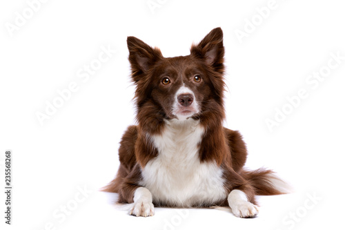 border collie dog
