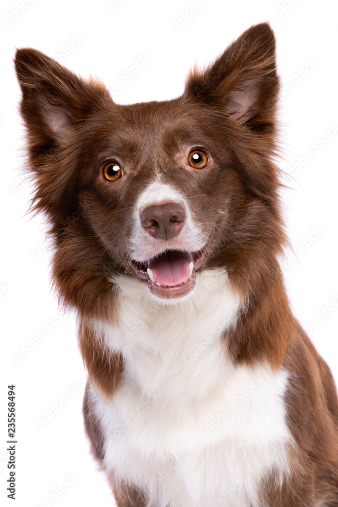 border collie dog border collie dog
