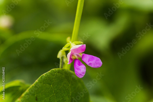 Purple Flowers of green bean on a bush. French beans growing on the field. Plants of flowering string beans. snap beans slices. haricots vert close up. © Maryna