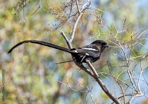 Magpie Shrike photo