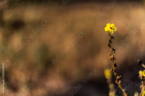 Yellow flower on defocused background