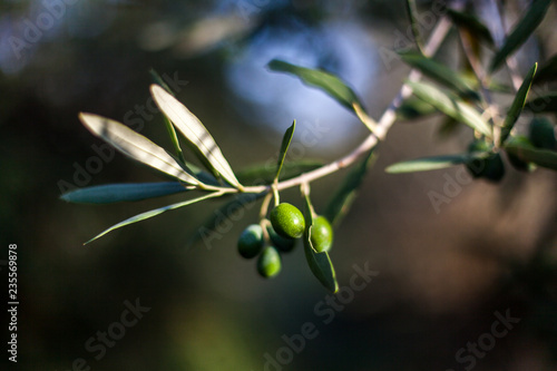Olive branch with olives and leafs