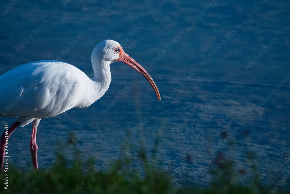 Fototapeta premium bird