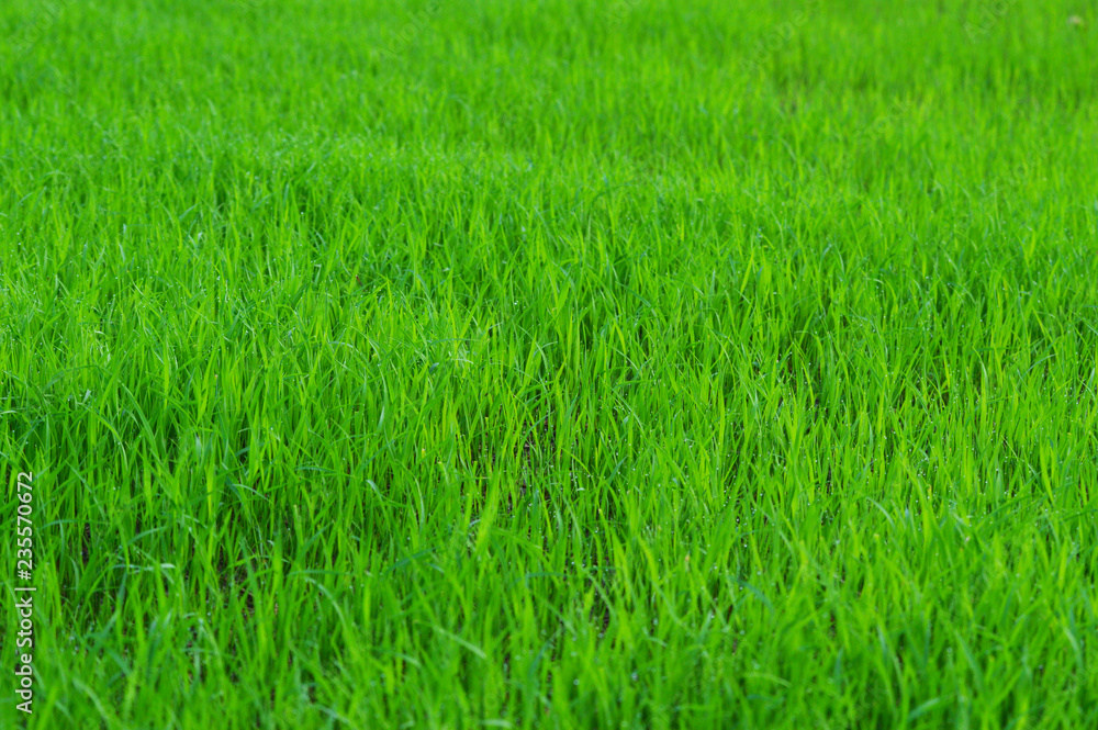 green field background rice plant growing on field nature