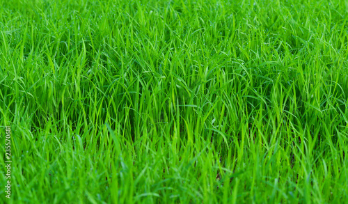 green field background rice plant growing on field nature