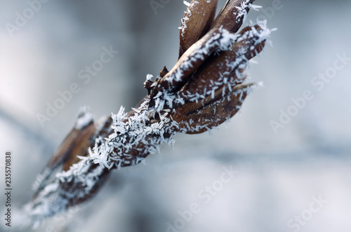 Frost on branches. Twig covered with hoarfrost close up.Beautiful winter seasonal natural background.Winter landscape Frozen tree branch.Winter Frost