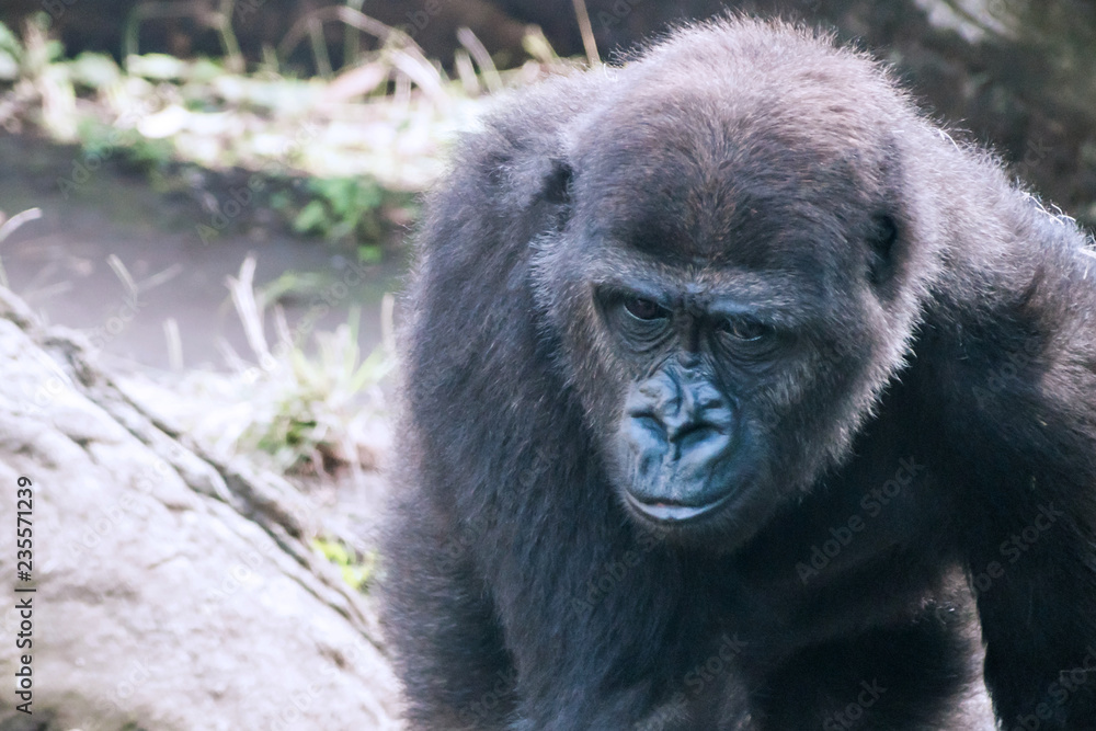 A close portrait of Western Lowland Gorilla A close portrait of Western Lowland Gorilla