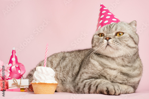 Canvas Print Happy cat or kitty in a festive cap and cupcake celebrates birthday