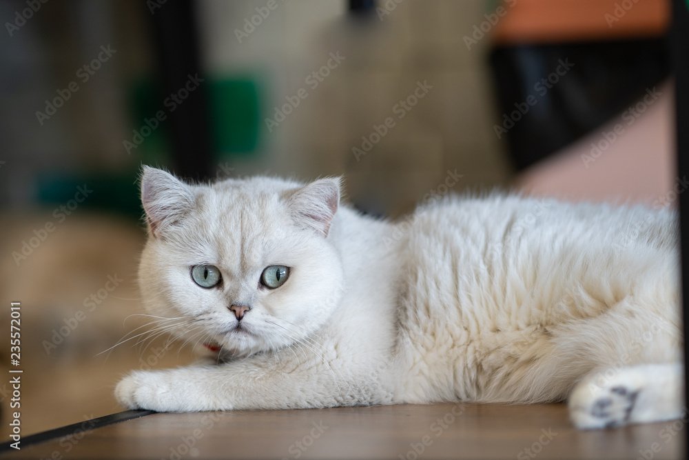Obraz premium White cat lying on the floor in the room.