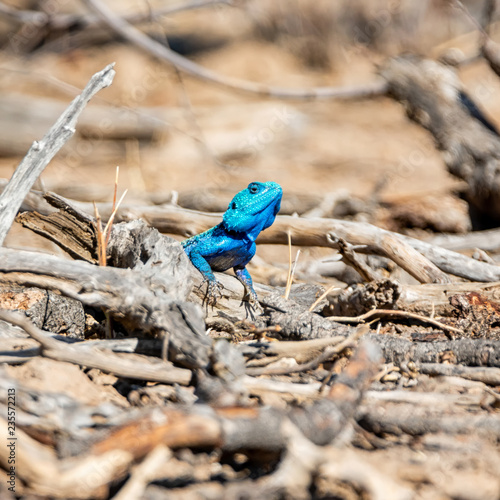 Male Tree Agama