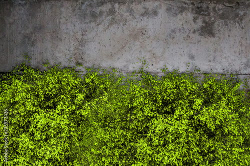 Concrete texture and green grass