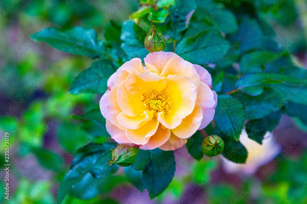 Obraz premium Folklore Hybrid Tea Rose