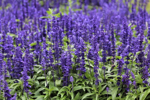 Fototapeta Naklejka Na Ścianę i Meble -  Vibrant Purple Salvia Flowers Have Psychoactive Properties