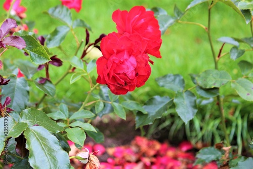 Red Rose Flowers In Ireland