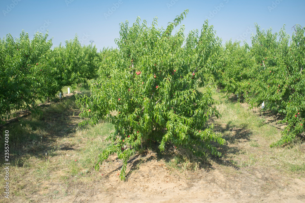 Nectarine plantation trees with fruit ripening in midsummer