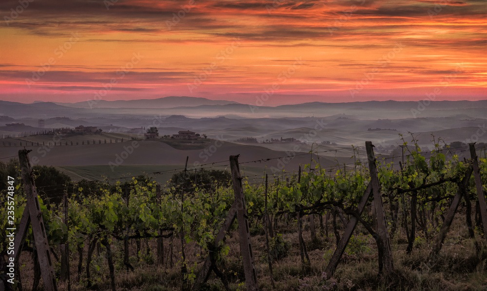 Sunrise over a vineyard in Tuscany, Italy with fog settling in the low lying areas