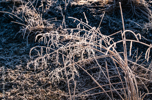 Frost on the grass